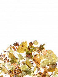 Essence of Fruit